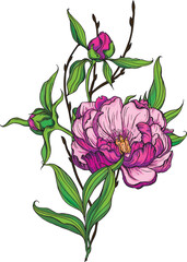 Bright peony flowers. Flower arrangement. Delicate flowers. Vector flowers. Peony. 
