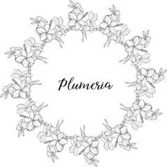 Bright flowers Plumeria. Flower arrangement. Delicate flowers. Vector flowers. 