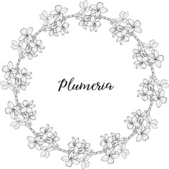 Bright flowers Plumeria. Flower arrangement. Delicate flowers. Vector flowers. 