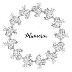 Fototapeta premium Graphic plumeria. Floral composition. Plumeria. Vector flowers. 