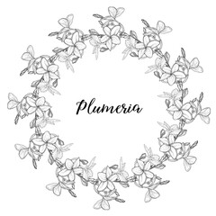 Graphic plumeria. Floral composition. Plumeria. Vector flowers. 