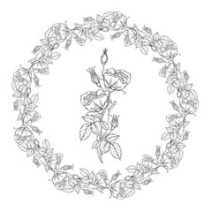 Graphic roses. Flower arrangement. Roses. Vector roses. Floral wreath. 