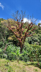 Panama, Chiriqui province, tropical tree in the rainforest