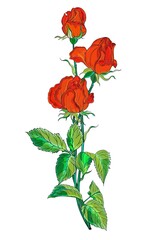 Fototapeta premium Bright red roses. Flower arrangement. Roses. Vector red roses. 