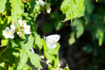 White blue butterfly near white flowers