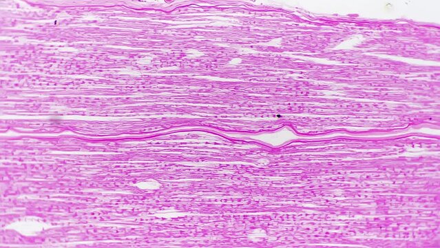 Longitudinal and transversal section of human nerves trunk magnified under light micrograph 100x against bright field background. Making experiments with patterns of people tissues at biology lessons