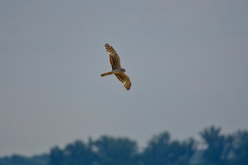 himmel, fliegender, bird, cloud, natur, adler, anreisen, 