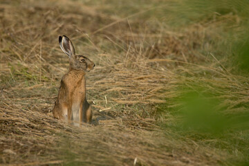 hase, feldhase, tier, säugetier, wild, wild lebende tiere, 