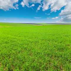 Obraz premium Beautiful spring wheat field