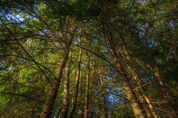 Fototapeta premium forest. Photo was taken from a low perspective