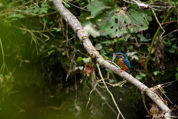 bird, bunt, blau, schnabel, green, wild lebende tiere,