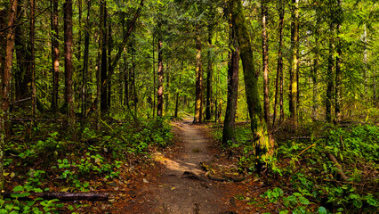 footpath in the forest