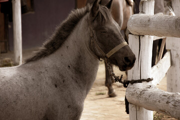 A young gray and white pony horse standing and waiting his turn  on riding training track, behind...
