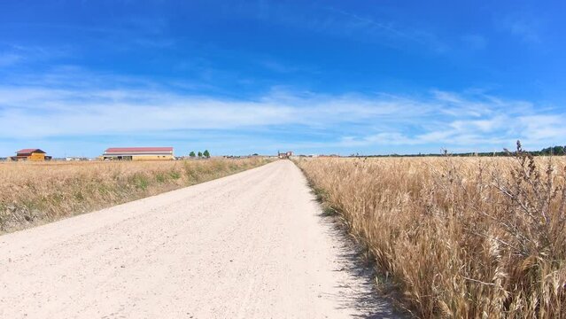 Camino de Madrid - a dirt road through agricultural fields of wheat approaching Valdestillas, province of Valladolid, Castile and Leon, Spain