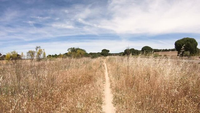 Camino de Madrid - single track halfway between Valdestillas and Puente Duero, province of Valladolid, Castile and Leon, Spain