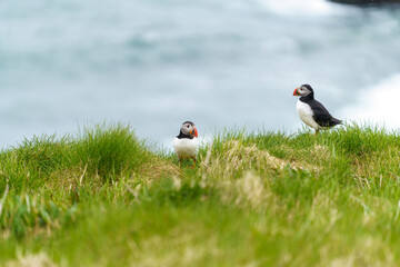puffin in iceland on a rainy day