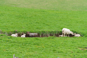 Fototapeta premium sheep sheltered from rain in iceland