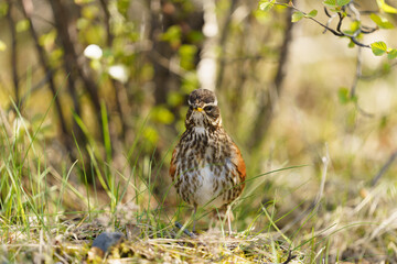 nice bird among the green grass in iceland