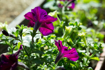 Bright colorful flowers of surfinia or blooming petunia hanging in summer. Background of a group of blooming surfinia petunias. Colorful decorative flowers in the garden.