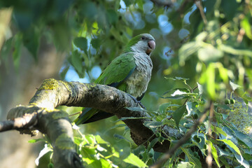 Grüner Papagei auf einem Ast