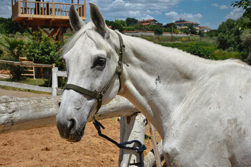 A white prairie horse looking at the camera with his emotional gaze at the horse farm. There is a riding training track around it and it is waiting for its turn.