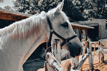 A tired and docile white prairie horse with an emotional look at the horse farm. There is a riding training track around it and it is waiting for its turn.