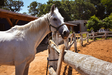 A docile white prairie horse with an emotional looking the horse farm. There is a riding training track around it and it is waiting for its turn.
