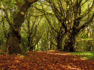 Naklejka premium Scene in fall season forest with fallen brown and orange leaf and green trees. Calm and peaceful mood. Barna wood, Galway city, Ireland. Sun glow.