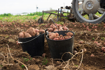 Fototapeta premium Ripe potatoes dug up in the garden beds on a farm field
