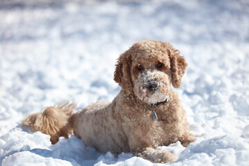 Doodle dog in snow