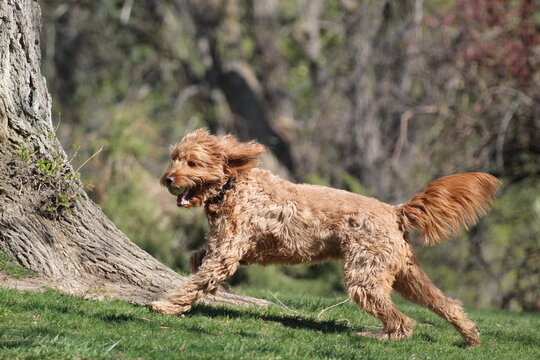 Red Doodle Running