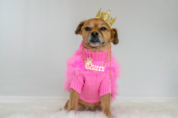 Cute small brown dog wearing fuzzy pink sweater and crown