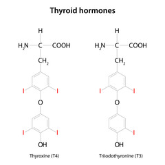 Fototapeta premium Thyroid hormones: thyroxine (T4) and triiodothyronine (T3).