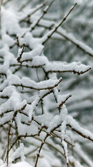 isolated snow covered branches of a tree in winter, black and grey and white colors, mobile screen wallpaper, vertical phone wallpaper in natural style, winter wallpaper, mobile screen saver