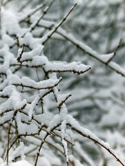 isolated snow covered branches of a tree in winter, black and grey and white colors, vertical...
