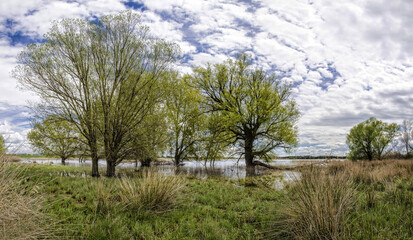Fototapeta na wymiar Idyllic Landscape of a Swamp With Trees on a Cloudy Day