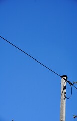 Power cable in front of the blue sky