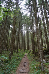 Green forest in the Bavarian Alps in Berchtesgaden