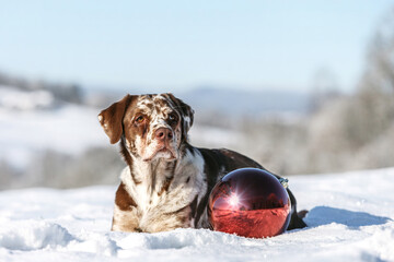 Portrait of a brown leopard labrador retriever dog in a festive christmas setting in front of a snowy winter landscape outdoors