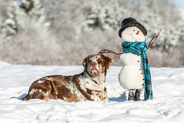 Portrait of a brown and white leopard labrador dog next to a cute plush snowman in winter outdoors