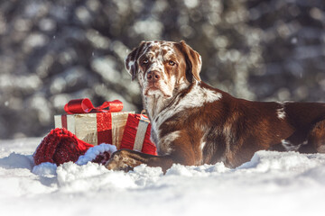 Portrait of a brown leopard labrador retriever dog in a festive christmas setting in front of a...