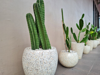 Succulents and cacti in concrete pots on the side terrace of the house