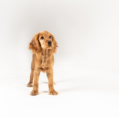 puppy spaniel on a white background. isolated.