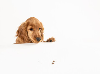 young spaniel on a white background. isolated.