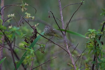 Palm Warbler in low light