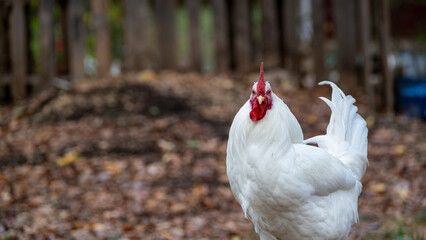 White Leghorn Rooster