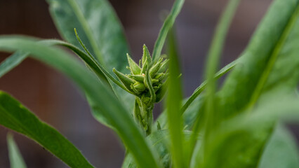 Tobacco Bud and Leaves Closeup