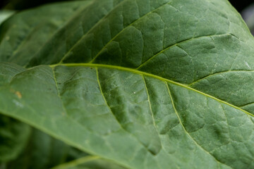 Tobacco Leaf Closeup