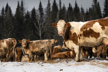 Simmental cow in winter pasture