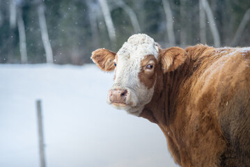 Simmental cow in winter pasture